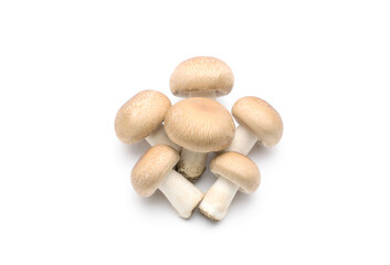 Champignon mushroom isolated on white background