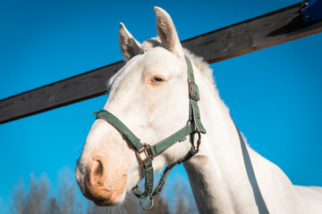 White horse with halter under clear blue sky