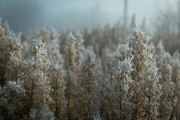 Frost-covered wild plants in a misty field