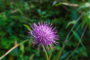 秋の森　ノハラアザミの紫の花04