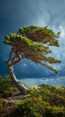 Resilient windswept pine tree bends dramatically against stormy blue sky, showcasing nature's raw power and endurance in a rugged coastal landscape