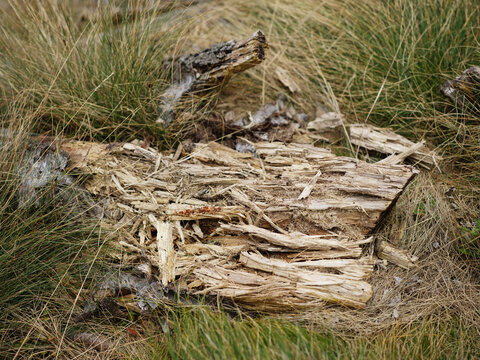 Weathered Tree Trunk in Grass Field Showcasing Rustic Wood Texture and Natural Decay