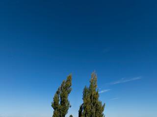 Conceptual image of two trees standing together. Valentines Day and love metaphor.