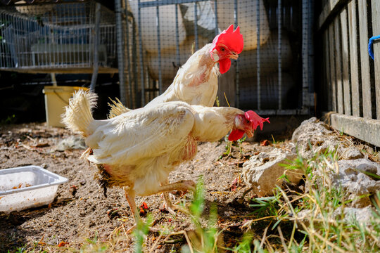 White chickens exploring in a sunlit autumn farmyard
