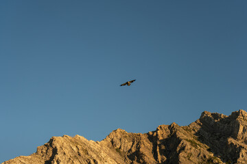 Eagle soars high above the mountains, against a vast blue sky expanse.