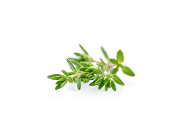 Thyme fresh isolated on white background.