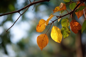 Close-up of colorful autumn leaves on a tree branch glowing in warm sunlight against a blurred forest background perfect for seasonal design and fall nature concepts