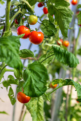 Plants of ripe red fresh organic grape tomatoes in home garden or greenhouse