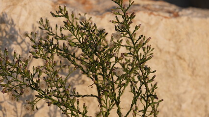 grass against a stone background