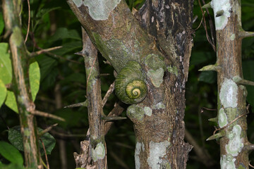 A giant land snail resting by clinging to a tree stem