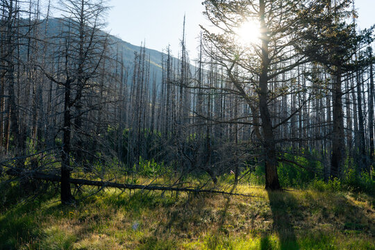 Sunlight filters through a forest of bare trees on a grassy hill.