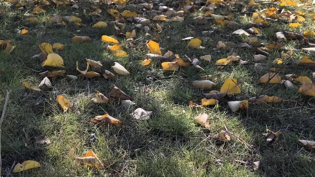 Apricot tree in autumn. Beautiful video of an apricot tree in autumn. Landscape with an autumn tree. Yellow leaves of an apricot tree against a blue sky. Warm autumn weather. 