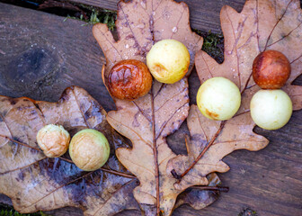autumn leaf texture, tree leaf close-up