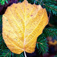 autumn leaf texture, tree leaf close-up
