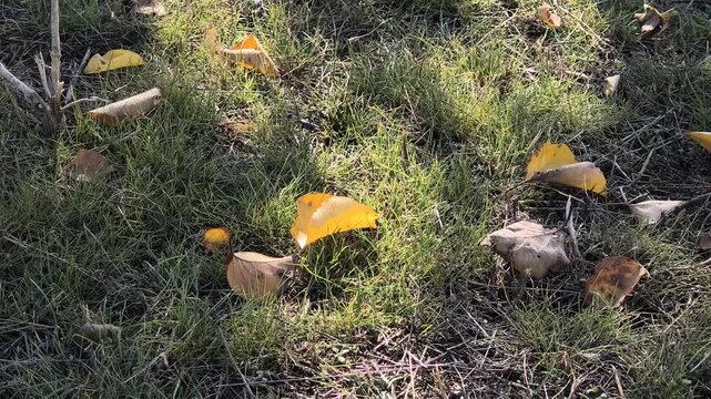 Apricot tree in autumn. Beautiful video of an apricot tree in autumn. Landscape with an autumn tree. Yellow leaves of an apricot tree against a blue sky. Warm autumn weather. 