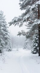 Serene winter landscape: snow-covered trees and path in a peaceful forest scene