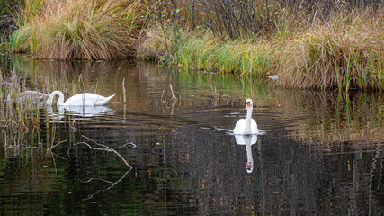 autumn landscape, small marsh pond, where a family of swans is resting, bird migration in spring and autumn