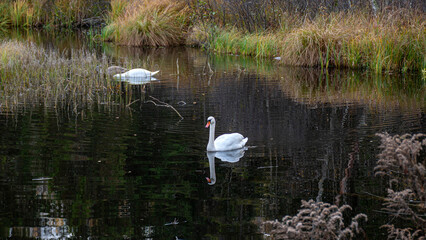autumn landscape, small marsh pond, where a family of swans is resting, bird migration in spring and autumn