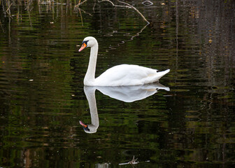 autumn landscape, small marsh pond, where a family of swans is resting, bird migration in spring and autumn