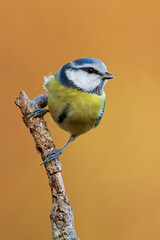 Blaumeise im Herbst auf einem Ast