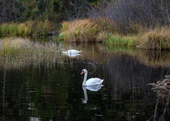 autumn landscape, small marsh pond, where a family of swans is resting, bird migration in spring and autumn