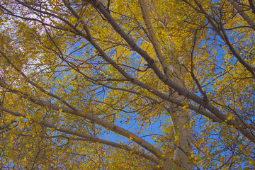 Birch tree in autumn on a sunny day