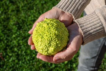 A woman holding a osage orange or Osagedorn (Maclura pomifera) fruit in her both hands in October