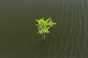 Young Mangrove Seedling Growing in Calm Water &ndash; Coastal Ecosystem and Conservation Concept