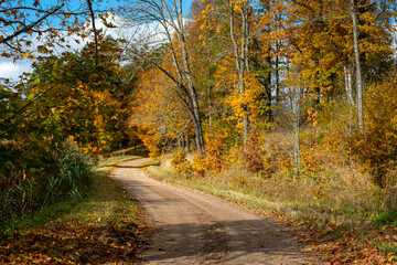a charming alley of trees in autumn, gold leaves cover the trees and the ground, sunny autumn day