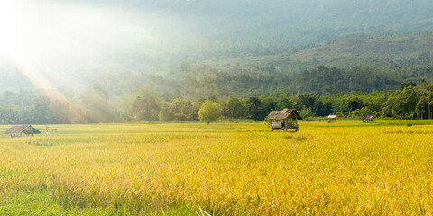 Golden Rice Field with Sunlight and Mountain Background &ndash; Rural Landscape and Agriculture