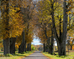 a charming alley of trees in autumn, gold leaves cover the trees and the ground, sunny autumn day
