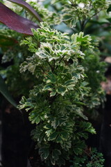 Tropical Cordyline Foliage Top View with Pink and Green Hues
