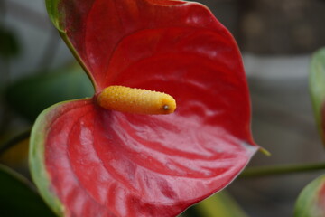 Vibrant Red Anthurium Flower with Bold Yellow Spadix Close-Up