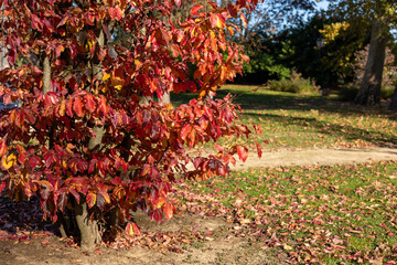 Autumn tree with branches displaying vibrant red and orange foliage, standing beside a path with fallen leaves covering the grass under sunlight, creating a colorful seasonal scene