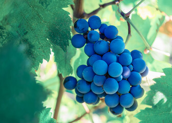 Blue grapes clustered on a sunlit vine in a summer vineyard, ripe for harvest and winemaking, showcasing vibrant leaves, stems and the natural beauty of viticulture
