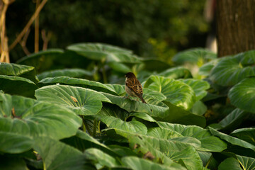 Small sparrow at the Royal Gardens in Venice, Italy