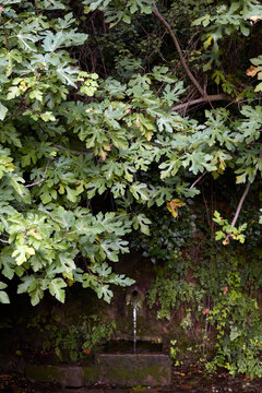 Scenic rural water fountain surrounded by lush foliage