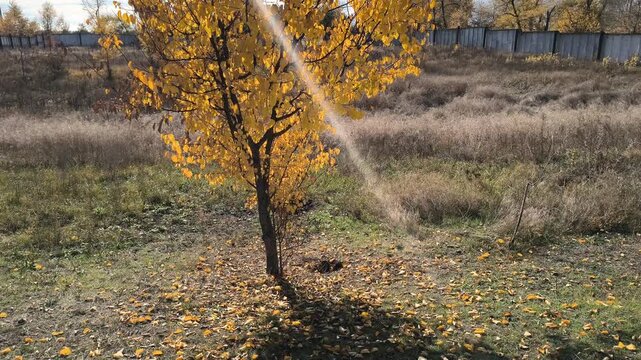 Apricot tree in autumn. Beautiful video of an apricot tree in autumn. Landscape with an autumn tree. Yellow leaves of an apricot tree against a blue sky. Warm autumn weather. 