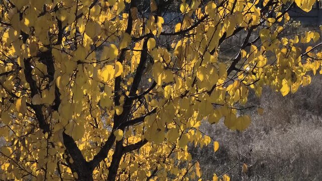 Apricot tree in autumn. Beautiful video of an apricot tree in autumn. Landscape with an autumn tree. Yellow leaves of an apricot tree against a blue sky. Warm autumn weather. 