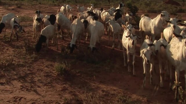A herd of goats grazes on the dry red soil of the Borana Plateau, reflecting the pastoral traditions of southern Ethiopia.