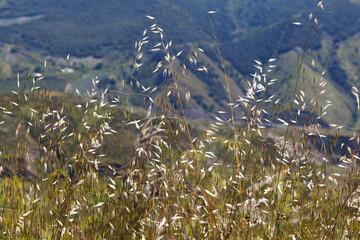 Graceful Wild Oats Against Mountain Backdrop
