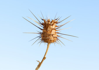 Spiky Thistle Against Blue Sky