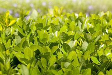 Fresh Green Leaves in Sunlight