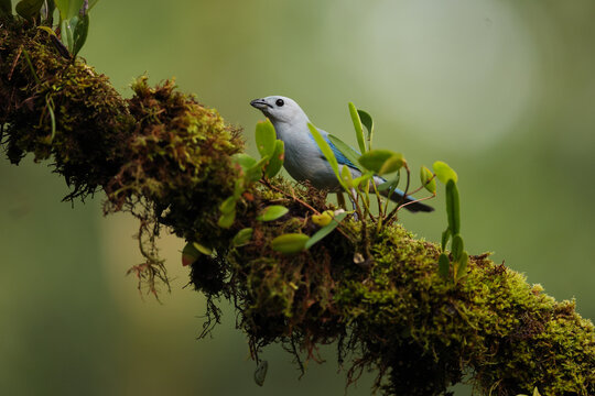 Blue tanager perched on a mossy branch in the wild