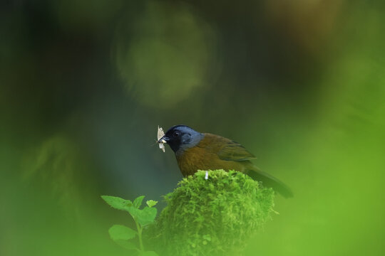 Brown troupial feeding in lush Central American forest