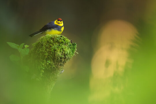 Captivating  candelita at sunrise in Panama