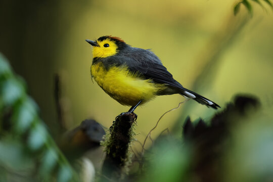 Fototapeta Candelita in its natural environment