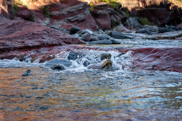 A tranquil stream flows over rocks, reflecting the red rock formations.