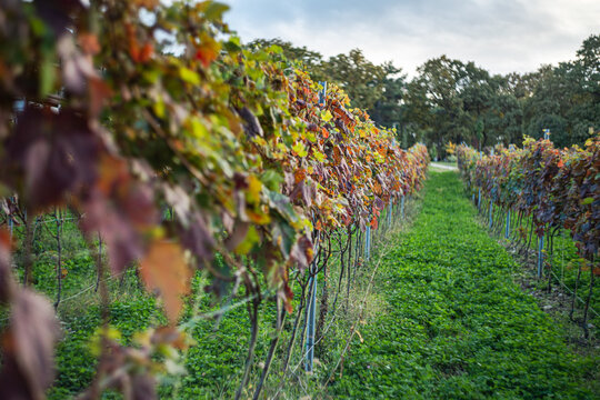 Autumnal vineyard scene in Kakheti, Georgia