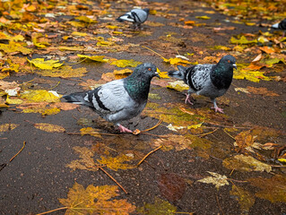 a pair of pigeons walking on a park path covered in yellow autumn leaves